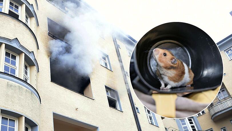 Dicker Rauch steigt aus der brennenden Wohnung empor, aus der die Feuerwehr einen kleinen Hamster retten konnte. Dicker Rauch steigt aus der brennenden Wohnung empor, aus der die Feuerwehr einen kleinen Hamster retten konnte.