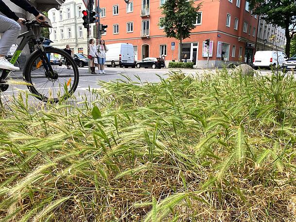 Wer nicht zu schnell dran vorbeiradelt, dem fällt es auf: An dieser Ecke der Clemensstraße schaut’s ein bisserl aus wie an einem Getreidefeld. Wer nicht zu schnell dran vorbeiradelt, dem fällt es auf: An dieser Ecke der Clemensstraße schaut’s ein bisserl aus wie an einem Getreidefeld.