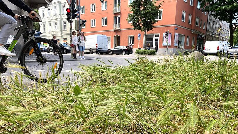 Wer nicht zu schnell dran vorbeiradelt, dem fällt es auf: An dieser Ecke der Clemensstraße schaut’s ein bisserl aus wie an einem Getreidefeld. Wer nicht zu schnell dran vorbeiradelt, dem fällt es auf: An dieser Ecke der Clemensstraße schaut’s ein bisserl aus wie an einem Getreidefeld.