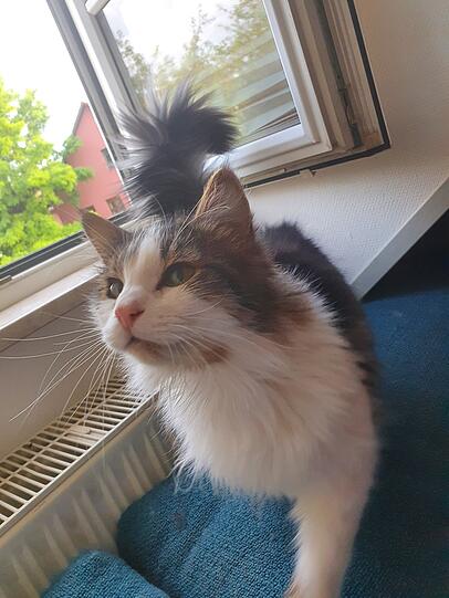 Sora