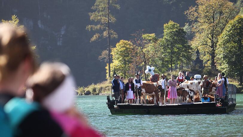 Zum Ende des Almsommers sind am Königssee in Oberbayern Kühe auf dem Seeweg nach Hause geholt worden.