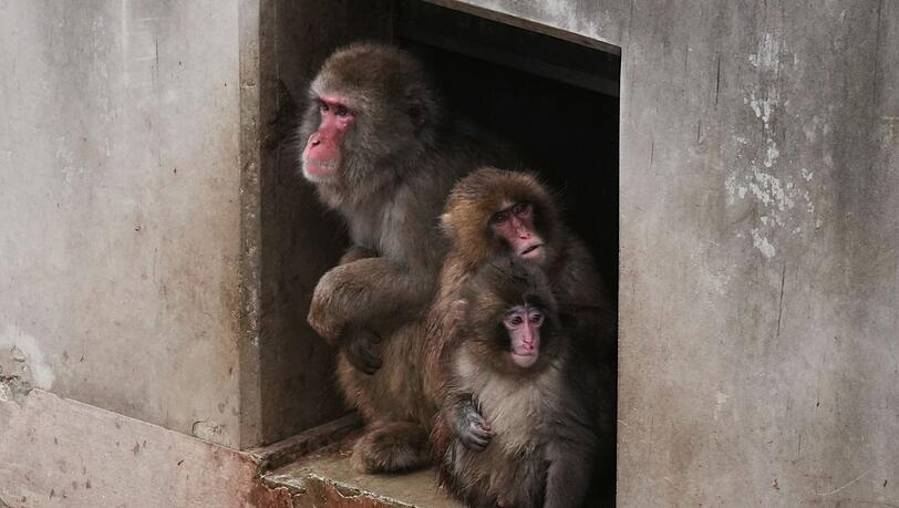 Aus Punch ist ein kleiner Rabauke geworden. (Archivbild)