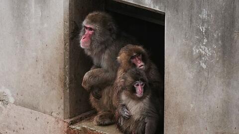 Aus Punch ist ein kleiner Rabauke geworden. (Archivbild)