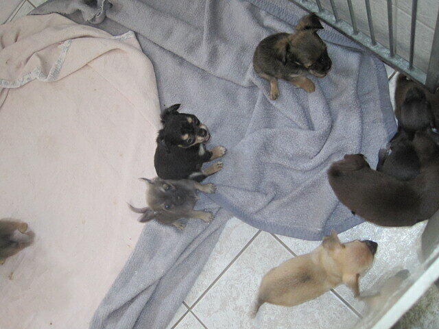 Wegen der Hundeseuche sind sie auf der Quarantönestation im Tierheim.