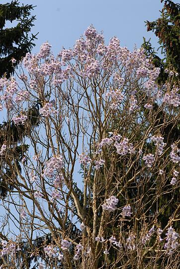 Zuerst die Blüten, dann die Blätter, das gilt für die Filzige Paulownie, auch  Blauglockenbaum genannt, die jetzt westlich oberhalb des Schmuckhofes in Blüte steht.