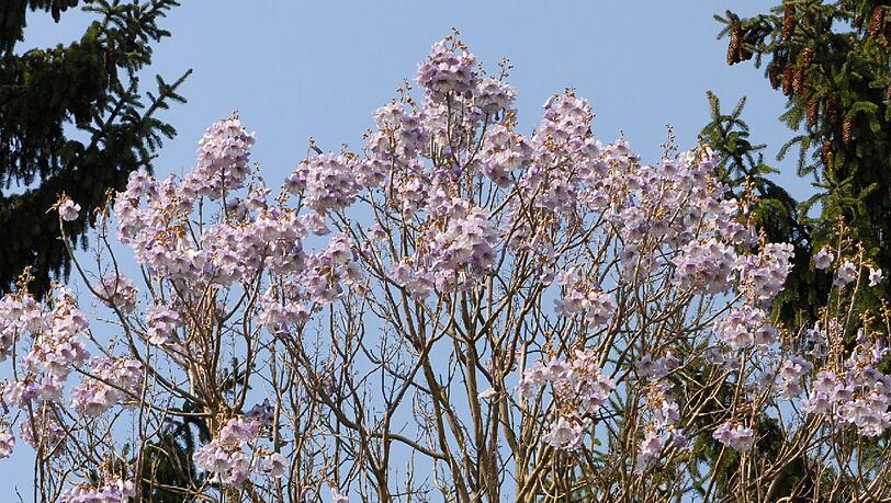 Zuerst die Blüten, dann die Blätter, das gilt für die Filzige Paulownie, auch Blauglockenbaum genannt, die jetzt westlich oberhalb des Schmuckhofes in Blüte steht. Zuerst die Blüten, dann die Blätter, das gilt für die Filzige Paulownie, auch Blauglockenbaum genannt, die jetzt westlich oberhalb des Schmuckhofes in Blüte steht.