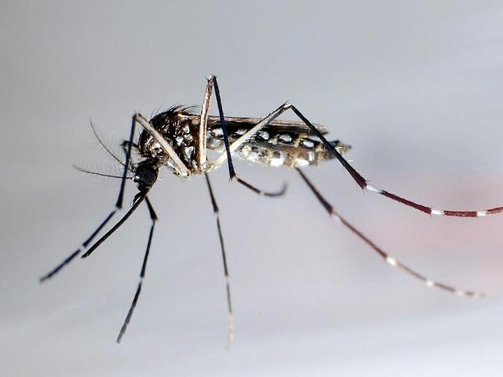 Die Mücke "Aedes aegypti" breitet sich in Brasilien in einer gentechnisch veränderten Form aus.
