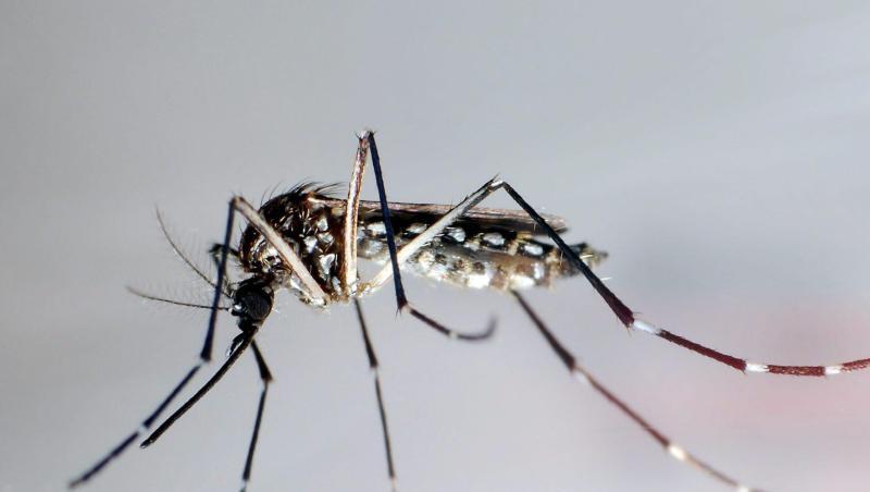 Die Mücke "Aedes aegypti" breitet sich in Brasilien in einer gentechnisch veränderten Form aus. Die Mücke "Aedes aegypti" breitet sich in Brasilien in einer gentechnisch veränderten Form aus.