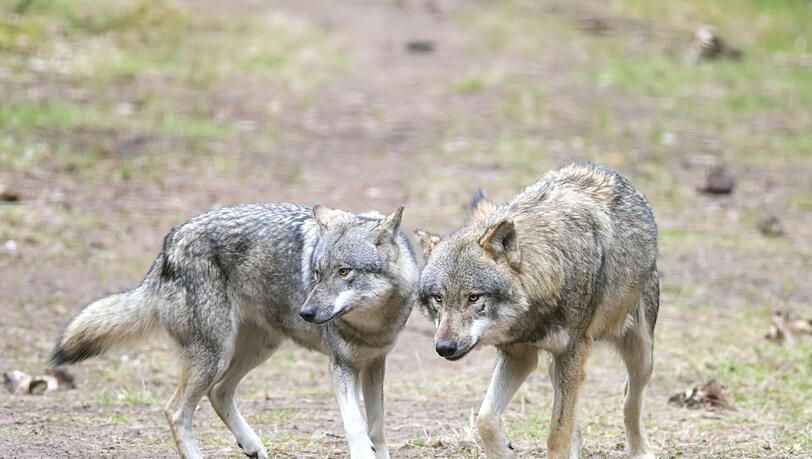 Die bayerische Wolfsverordnung ist ab sofort unwirksam. Nach dem Urteil des Bayerischen Verwaltungsgerichtshof kündigte die Staatsregierung aber sofort eine inhaltliche Neuauflage an. (Archivbild)