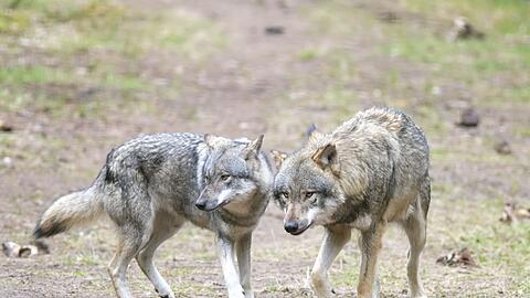 Die bayerische Wolfsverordnung ist ab sofort unwirksam. Nach dem Urteil des Bayerischen Verwaltungsgerichtshof kündigte die Staatsregierung aber sofort eine inhaltliche Neuauflage an. (Archivbild)