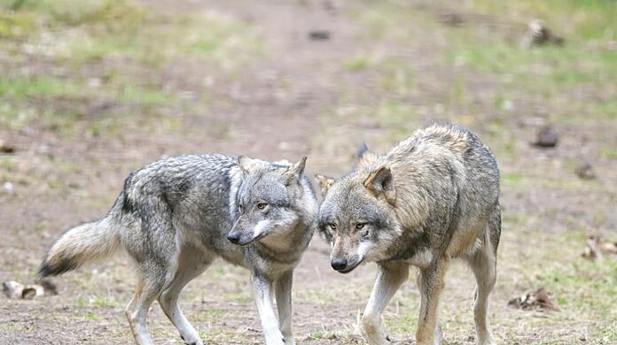 Die bayerische Wolfsverordnung ist ab sofort unwirksam. Nach dem Urteil des Bayerischen Verwaltungsgerichtshof kündigte die Staatsregierung aber sofort eine inhaltliche Neuauflage an. (Archivbild)