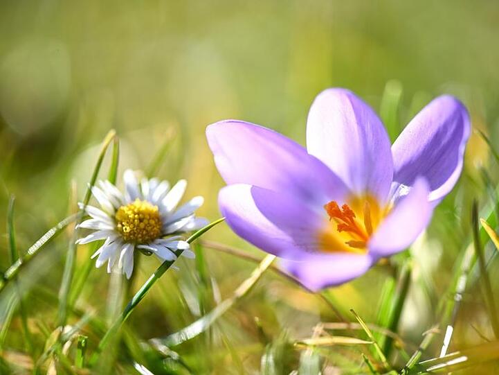 Ein Krokus und ein Gänseblümchen blühen. Foto: Felix Kästle