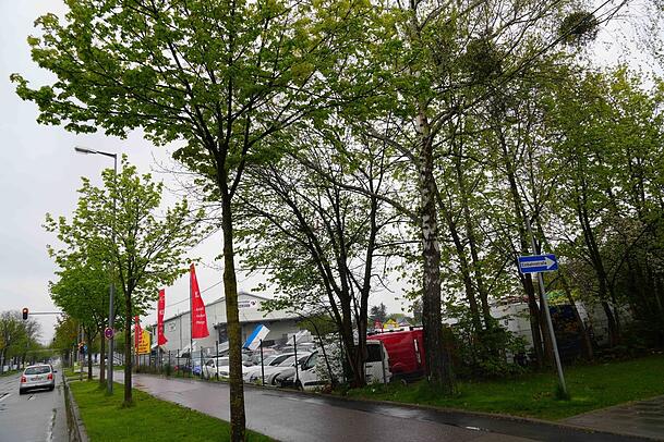 Grün sind hier nur die Bäume: In der Bodenseestraße in Neuaubing nutzt ein Autohändler das als Grünfläche ausgewiesene Areal. Grün sind hier nur die Bäume: In der Bodenseestraße in Neuaubing nutzt ein Autohändler das als Grünfläche ausgewiesene Areal.