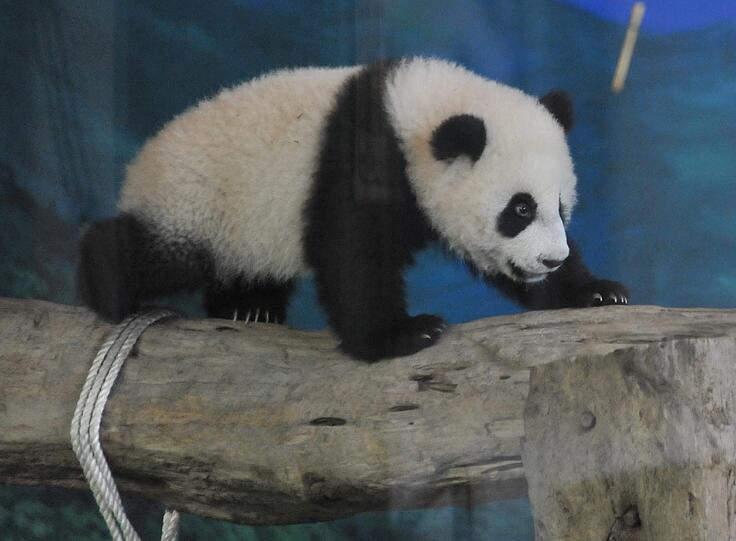 Zum ersten Mal vor Publikum: Die kleine "Yuan Zai" turnt durch das Gehege.