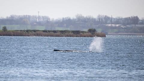 Der Buckelwal st&ouml;&szlig;t noch immer Atemluft aus.