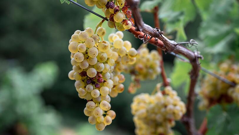 Franken ist laut dem Verband mit gut 6.200 Hektar Rebfläche das größte Weinanbaugebiet in Bayern. Franken ist laut dem Verband mit gut 6.200 Hektar Rebfläche das größte Weinanbaugebiet in Bayern.