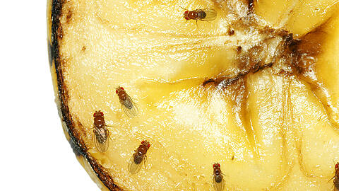 Fruchtfliegen lieben Obst und werden von dem Geruch angelockt.