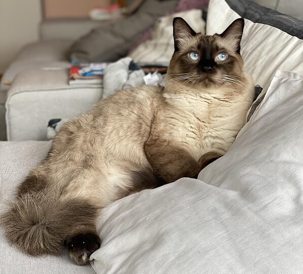 Nepomuk