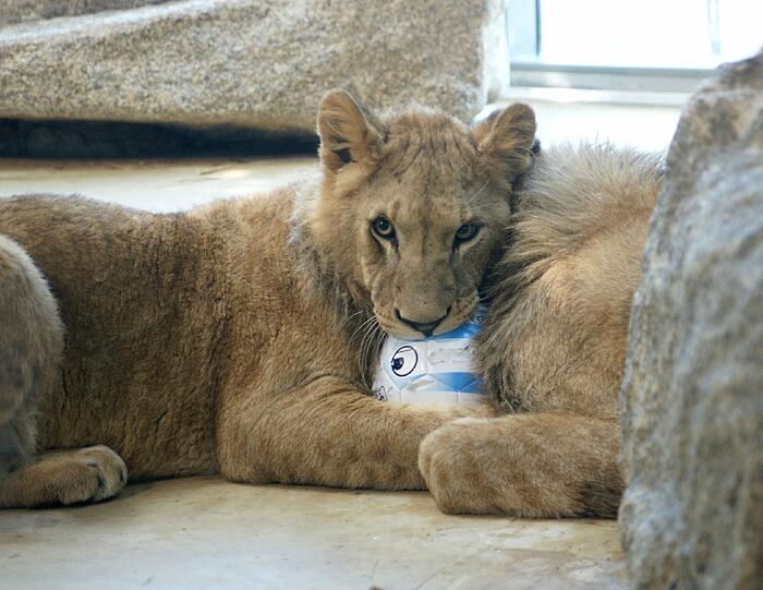 Zwei einjährige Löwenjungs wohnen seit einigen Tagen im Tierpark Hellabrunn. Und der TSV 1860 hat für sie eine Patenschaft übernommen. Klicken Sie durch die besten Aufnahmen von den verspielten Tieren!