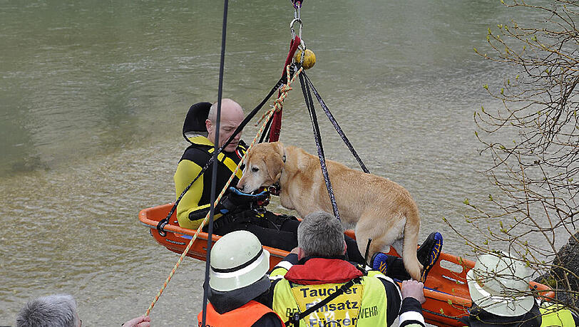 Die Feuerwehr München rettet Hündin "Honey". Die Feuerwehr München rettet Hündin "Honey".