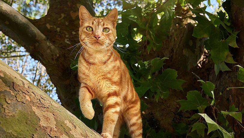 Animonda macht mit seiner Tiernahrung - in mittlerweile mehr als 36 Ländern – täglich einen kleinen Unterschied in der Ernährung von Katzen und Hunden.