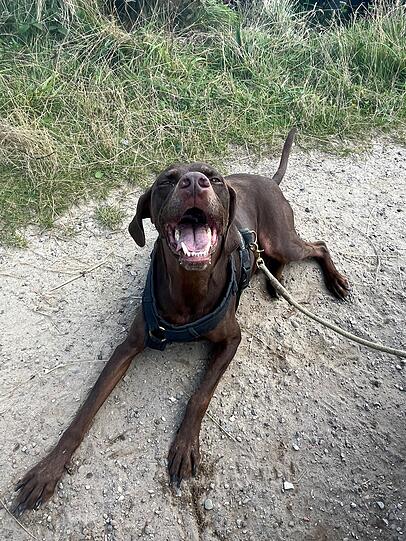 Calito:  Mein Hund ist einfach der Beste – auch wenn er manchmal ganz schön anstrengend sein kann, hat er ein Herz aus Gold. Ich habe noch nie einen Hund mit so einem liebevollen Wesen erlebt. Mit seiner tollpatschigen und lustigen Art bringt er mich jederzeit zum Lachen.