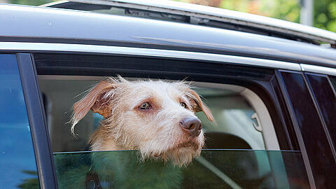 Die hunde sprangen bei voller Fahrt aus dem Auto. (Symbolfoto)