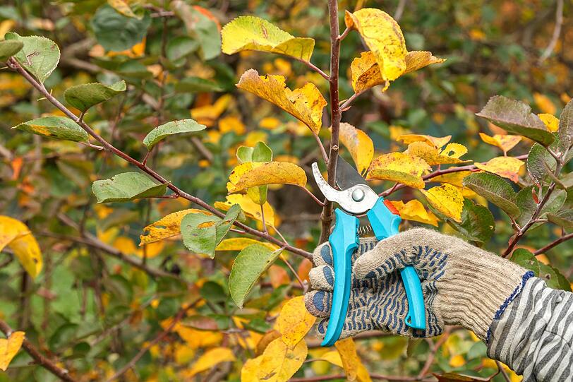 Ab Oktober darf die Gartenschere zum Einsatz kommen: Viele Stauden, Sträucher und Hecken vertragen nun einen Rückschnitt und danken es mit einem kräftigen Austrieb im nächsten Jahr. Schneiden Sie auch kranke oder abgestorbene Teile ab, damit Pilze und Krankheiten keine Chance haben. Bei Rosen ist hingegen Zurückhaltung gefragt: Der Formschnitt steht erst im Frühjahr an. Ab Oktober darf die Gartenschere zum Einsatz kommen: Viele Stauden, Sträucher und Hecken vertragen nun einen Rückschnitt und danken es mit einem kräftigen Austrieb im nächsten Jahr. Schneiden Sie auch kranke oder abgestorbene Teile ab, damit Pilze und Krankheiten keine Chance haben. Bei Rosen ist hingegen Zurückhaltung gefragt: Der Formschnitt steht erst im Frühjahr an.