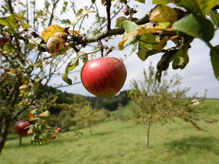 Äpfel sind auf einer Wiese mit Streuobstbäumen zu sehen. Foto: Patrick Seeger/dpa/Archivbild