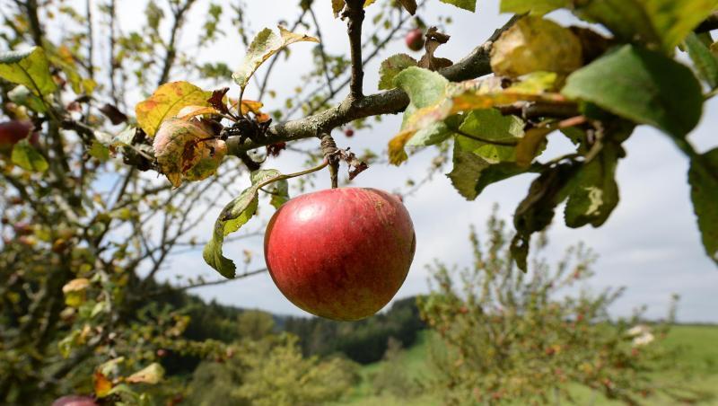 Äpfel sind auf einer Wiese mit Streuobstbäumen zu sehen. Foto: Patrick Seeger/dpa/Archivbild Äpfel sind auf einer Wiese mit Streuobstbäumen zu sehen. Foto: Patrick Seeger/dpa/Archivbild
