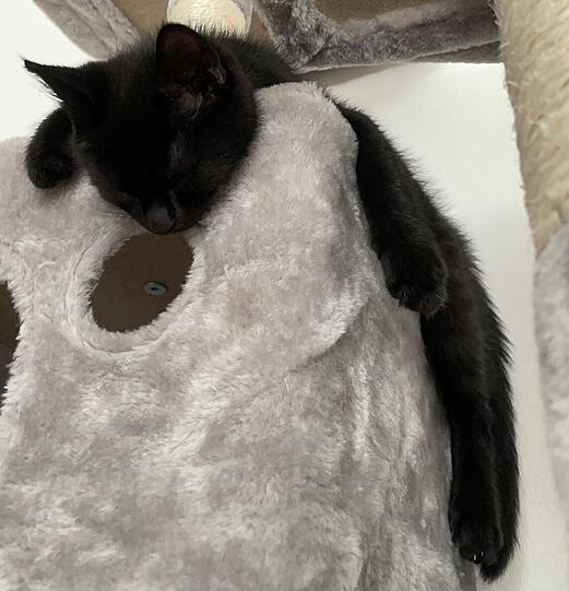 Baloo