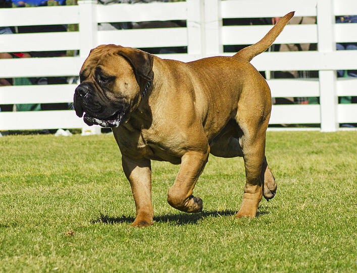 Kategorie 2: Bullmastiff