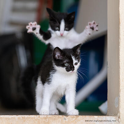 Diese beiden Katzen verhalfen dem libanesischen Wildtier-Fotografen zu seinem wohlverdienten Sieg. Diese beiden Katzen verhalfen dem libanesischen Wildtier-Fotografen zu seinem wohlverdienten Sieg.