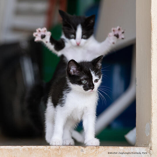 Diese beiden Katzen verhalfen dem libanesischen Wildtier-Fotografen zu seinem wohlverdienten Sieg.