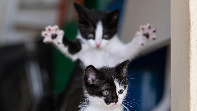 Diese beiden Katzen verhalfen dem libanesischen Wildtier-Fotografen zu seinem wohlverdienten Sieg. Diese beiden Katzen verhalfen dem libanesischen Wildtier-Fotografen zu seinem wohlverdienten Sieg.
