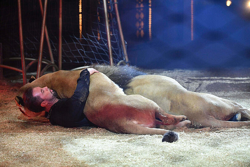 Die Löwen-Show berührte die Zuschauer