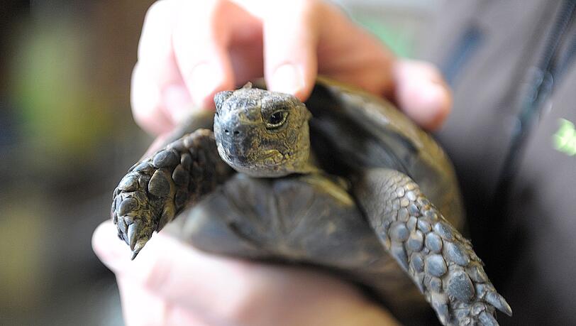 Die Schildkröte konnte schnell in die Obhut ihres Besitzers zurückkehren. (Symbolbild) Die Schildkröte konnte schnell in die Obhut ihres Besitzers zurückkehren. (Symbolbild)
