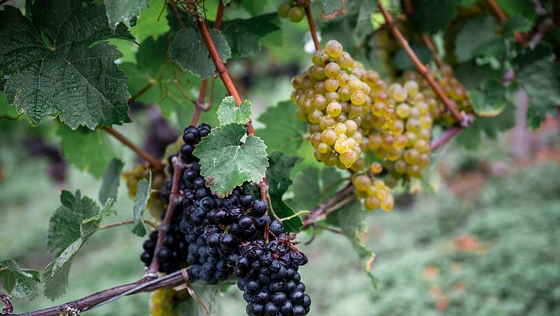 Die Weinernte fällt geringer aus als zu Beginn erwartet. (Archivbild)
