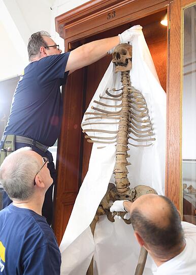 Mitarbeiter einer Speditionsfirma machen im Museum Anatomicum der Philipps-Universität in Marburg (Hessen) das Skelett des "Langen Anton" transportfertig. Das über 400 Jahre alte und fast vollständige Skelett eines 2,44-Mannes zieht für einige Monate ins Germanische Museum nach Nürnberg, wo es in der Ausstellung "Luther, Kolumbus und die Folgen" zu sehen sein wird.