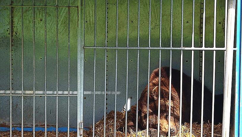 Um ihn ging es: Zirkus-Bär Ben. Um ihn ging es: Zirkus-Bär Ben.