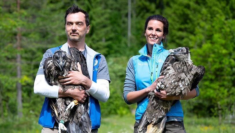 Allj&auml;hrlich werden im Nationalpark Berchtesgaden zwei junge Bartgeier ausgewildert. (Archiv)