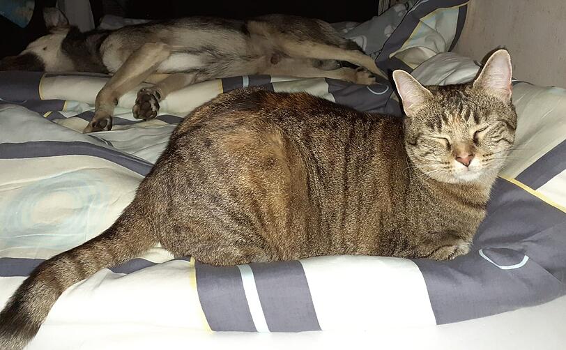 KitKat