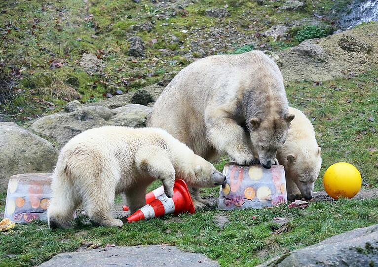Die schönsten Bilder vom ersten Geburtstag der Münchner Eisbären-Zwillinge Nela und Noby mit ihrer Mutter Giovanna.