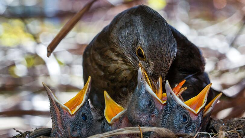 Viele Vögel ziehen ihren Nachwuchs in dichten Hecken auf. (Symbolbild)