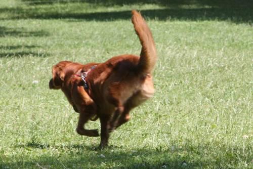 Ein Hund tobt sich ohne Leine im Englischen Garten aus.