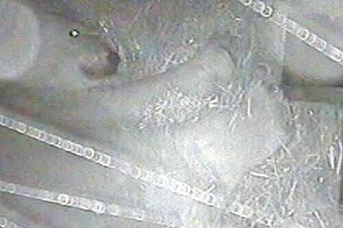 Blick in die Bärenhöhle: Mutter Vera mit einem ihrer Babys, die am 2. Dezember geboren sind. Die hellen Streifen im Bild sind Spinnweben vor der Linse der Überwachungskamera. Sie können nicht entfernt werden, weil niemand die Höhle betreten darf.