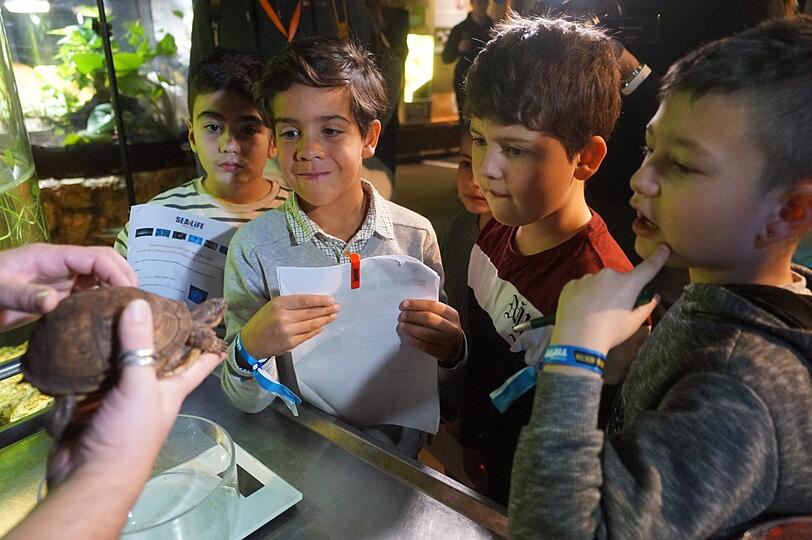 Kinder bestaunen bei der Inventur im Sea Life eine Schildkröte.