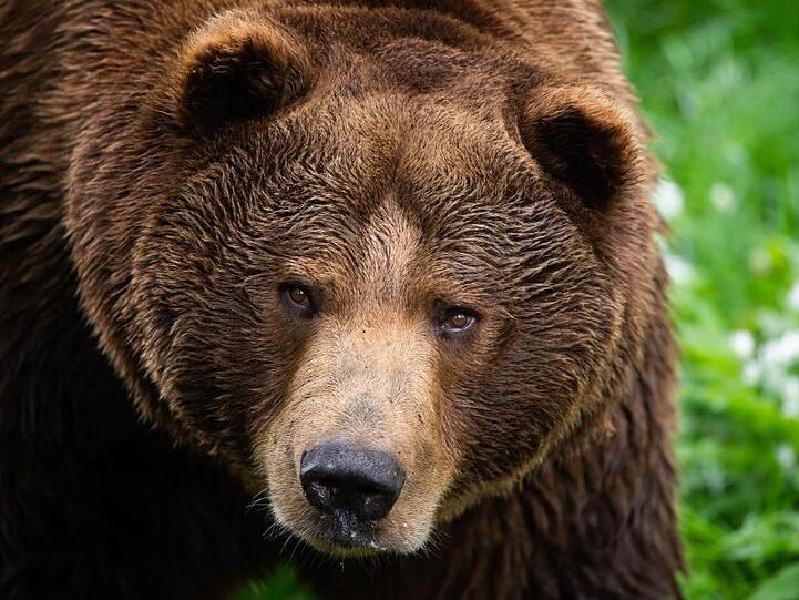 Ein Braunbär. Foto: Christophe Gateau/dpa/Archivbild