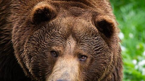 Ein Braunbär. Foto: Christophe Gateau/dpa/Archivbild