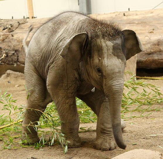 Der sieben Monate Elefantenbulle aus dem Münchner Tierpark Hellabrunn ist am Freitag auf den Namen Ludwig getauft worden. Die süßen Fotos.